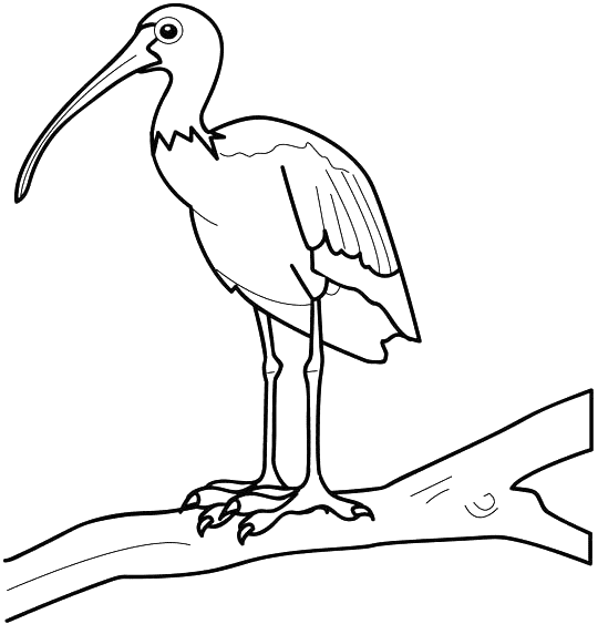 desene de colorat ibis